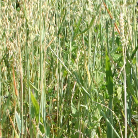 Miscela da Sovescio perenne Otto  50 kg - Arcoiris sementi biologiche(1)