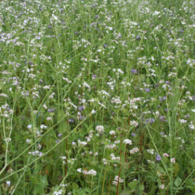 Miscela da sovescio Serramix 10kg - Arcoiris sementi biologiche