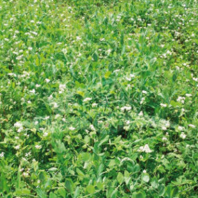 Miscela da Sovescio Sette 20 kg - Arcoiris sementi biologiche