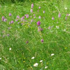 Miscela da sovescio Trenta 30 kg - Arcoiris sementi biologiche