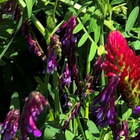 Miscela Eco primavera kg 100 - Arcoiris sementi biologiche(1)