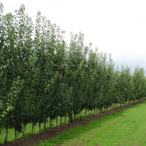 MISCELA MELAVERDE Kg 10 - Arcoiris sementi biologiche