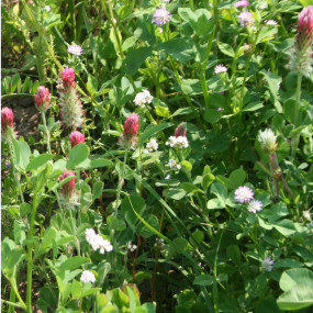 Miscela Mellifera 11 10 kg - Arcoiris sementi biologiche e biodinamiche - ecoschema 5