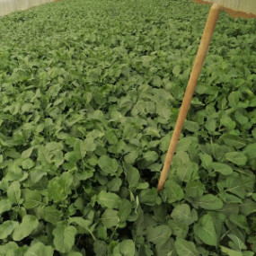 Miscela nematocida NEMASTOP  30 Kg - Arcoiris sementi biologiche