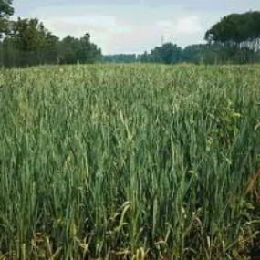 Miscela perenne da Sovescio Sei 30 kg - Arcoiris sementi biologiche