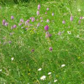 Miscela  perenne da sovescio Trenta 50 kg - Arcoiris sementi biologiche(1)