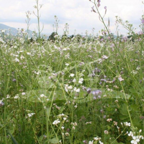 Miscela Sovescio Nove 10 kg - Arcoiris sementi biologiche da sovescio