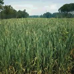 Miscela Sovescio Sei - Organic Seeds