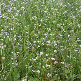 Miscela Sovescio Serramix - Organic Seeds