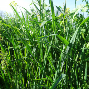Miscela Unigreen 6 - 20 kg - sementi biologiche - sovescio biologico