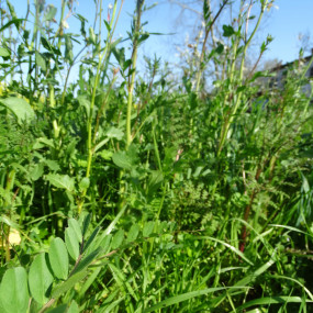 Mix Frutteto 100 kg - Arcoiris sementi biologiche