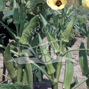 Okra Clemson Spineless 500 g - Arcoiris sementi biologiche