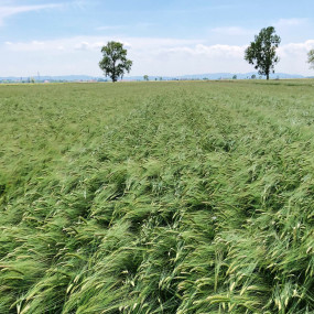 Barley  - Organic Seeds