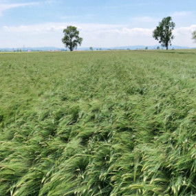 Barley  - Organic Seeds