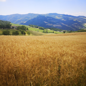 Orzo Mix 48 Popolazione 100 kg -   Arcoiris sementi biologiche