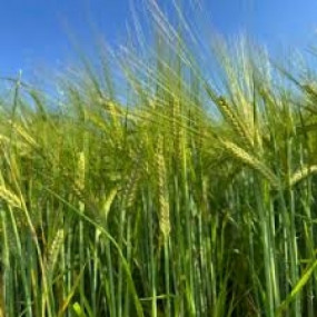 Barley  - Organic Seeds
