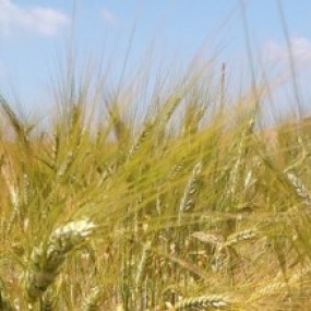 Bread Wheat Evoultionary Population People - Organic Seeds