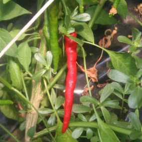 Chili Pepper Cayenna 1000 semi - Arcoiris organic seeds