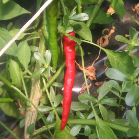 Chili Pepper Cayenna - Arcoiris organic seeds