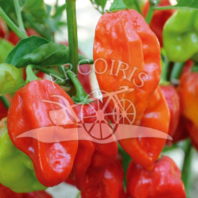 Hot chili pepper Habanero 500 seeds - Arcoiris organic seeds