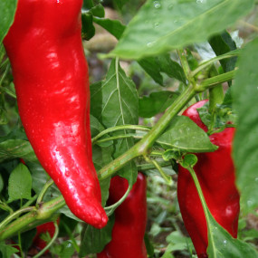 Pepper Red Bull Horn - Organic Seeds