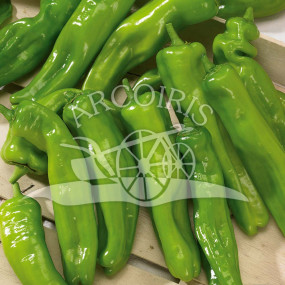 Pepper Friggitello - Arcoiris organic seeds