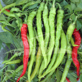 Pepper Sigaretta Biondo - Organic Seeds