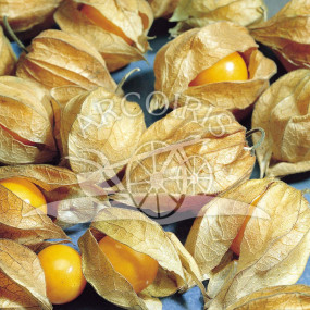 Physalis peruviana - Alchechengi  1 g - Arcoiris sementi biologiche