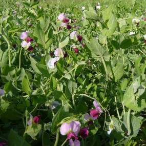Protein Pea var. Bruno  - Organic Seeds