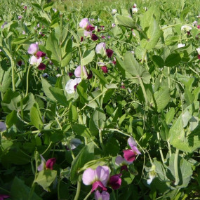 Protein Pea var. Turris - 100 kg - Arcoiris organic and biodynamic seeds(2)