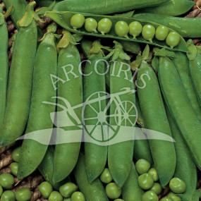 Pea half branch Rondo - Organic Seeds