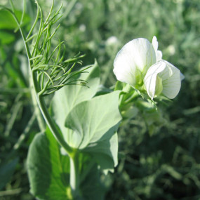 Protein Pea var. Bruno - Organic Seeds