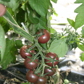 Pomodoro Black Cherry- Ciliegia Nero 1 g (3000 semi)  - Arcoiris sementi biologiche
