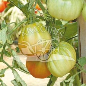 Tomate Canestrino 1g - Arcoiris semences biologiques et biodynamiques