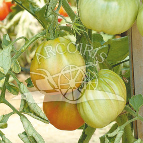 Tomato Canestrino - Arcoiris organic seeds