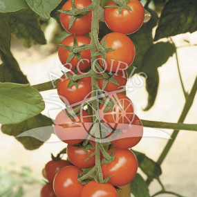 Tomato Ciliegia 3000 seeds - Arcoiris organic seeds