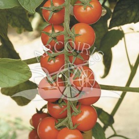 Tomate Cerise 3000 graines - Arcoiris semences biologiques et biodynamiques