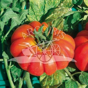 Tomato Costoluto fiorentino 500 SEEDS - Arcoiris organic and biodynamic seeds