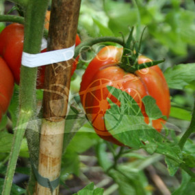Tomato Cuore di Bue (Costoluto tipo Albenga) 2g  - Arcoiris organic and biodynamic seeds