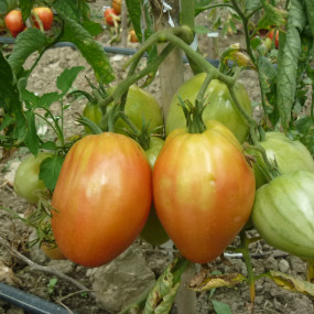 Pomodoro Cuore di Bue Liscio 10 g - Arcoiris sementi biologiche e biodinamiche