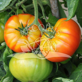 Tomato Marmande - Arcoiris organic seeds
