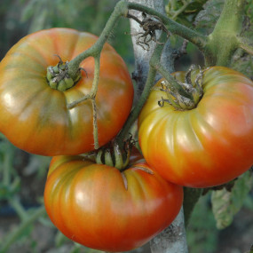 Tomato Pantano Romanesco Arcoiris organic seeds