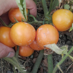 Tomato Ponderosa Arcoiris organic seeds