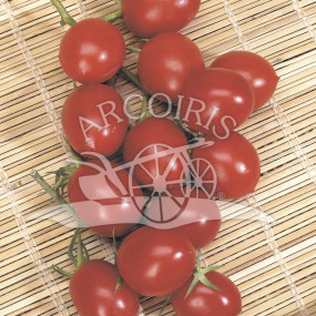 Pomodoro Principe Borghese 2000 semi - Arcoiris sementi biologiche