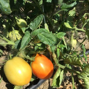 Tomato Rio Grande 10g - Arcoiris organic and biodynamic seeds