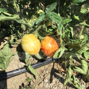 Tomato Rio Grande 2g - Arcoiris organic and biodynamic seeds