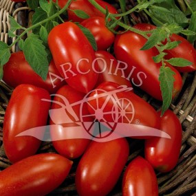 Tomato Roma 3000 seeds - Arcoiris organic and biodynamic seeds