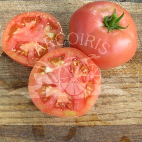 Tomate Rosa di Berna 1 g - Arcoiris semences biologiques et biodynamiques