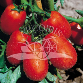 Pomodoro S. Marzano Nano 10 gr - Arcoiris sementi biologiche