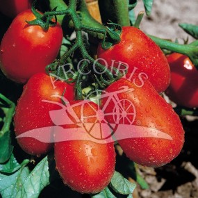 Tomato S. Marzano Nano 10 g - Arcoiris organic and biodynamic seeds